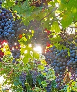 Marechal Foch Grape Vine Live Plants - 2 Pack, 1-2 Year Old, Outdoor - Image 3
