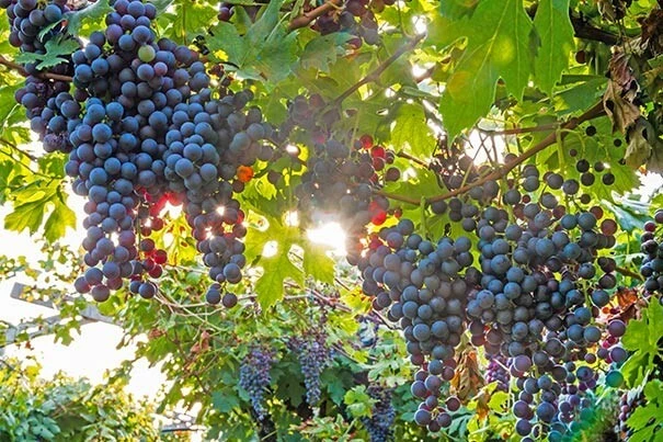 Marechal Foch Grape Vine Live Plants - 2 Pack, 1-2 Year Old, Outdoor - Image 3