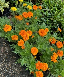 Marigold Houseplant - Live Plant, Indoor Flowering Plant - Image 1