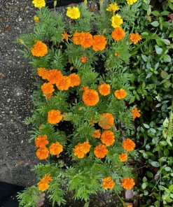 Marigold Live Plant – Bright Flowering Garden & Container Plant - Image 2
