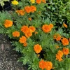 Marigold Live Plant – Bright Flowering Garden & Container Plant - Image 1