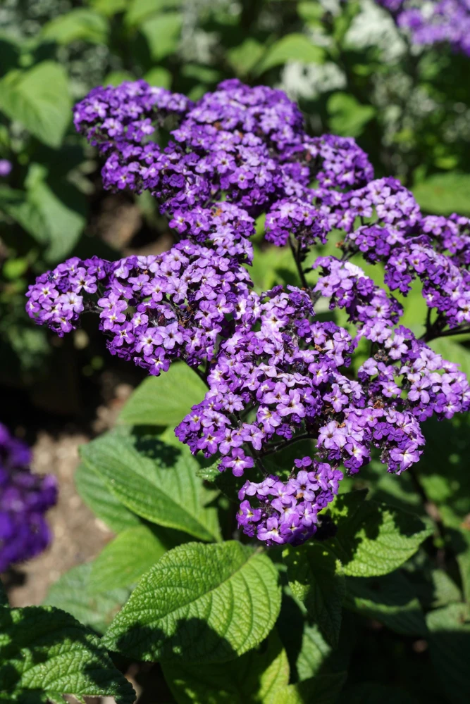 Marine Heliotrope Flower Seeds - 50 Count, Deep Violet Blue, Fragrant - Image 10