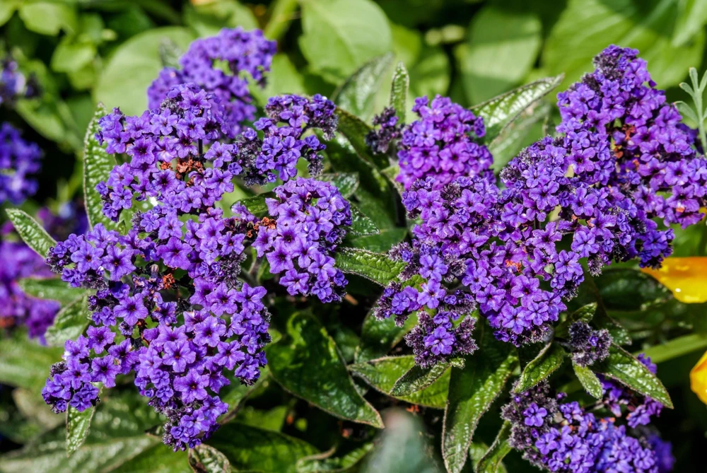 Marine Heliotrope Flower Seeds - 50 Count, Deep Violet Blue, Fragrant - Image 1
