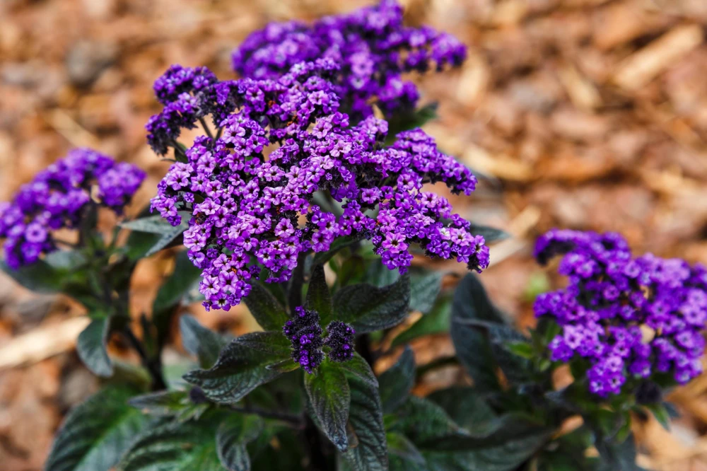 Marine Heliotrope Flower Seeds - 50 Count, Deep Violet Blue, Fragrant - Image 2