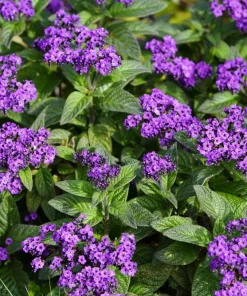 Marine Heliotrope Flower Seeds - 50 Count, Deep Violet Blue, Fragrant - Image 3
