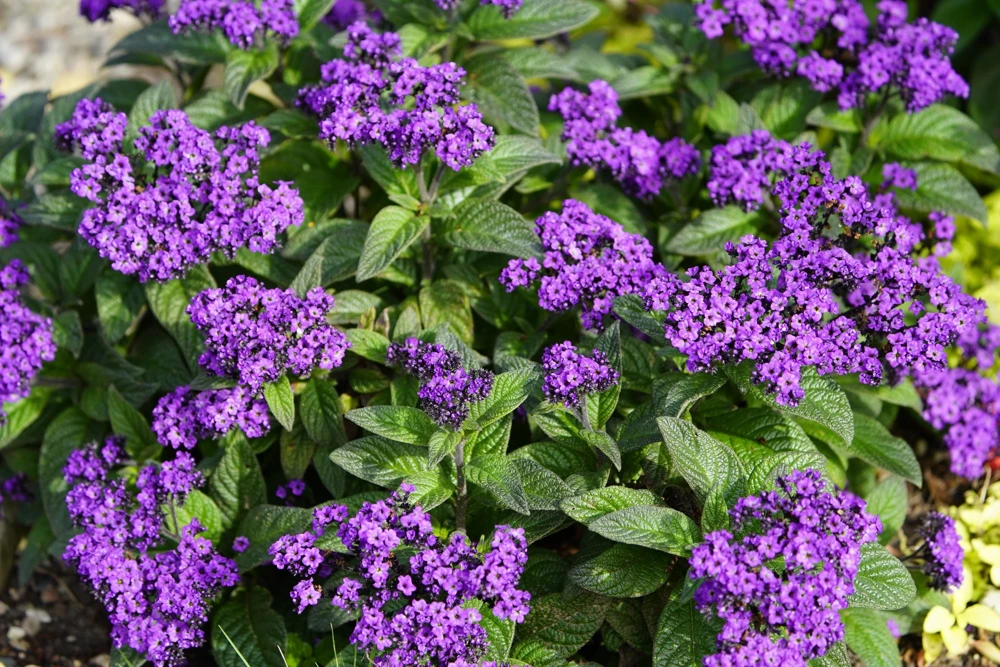 Marine Heliotrope Flower Seeds - 50 Count, Deep Violet Blue, Fragrant - Image 3