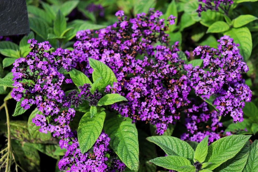 Marine Heliotrope Flower Seeds - 50 Count, Deep Violet Blue, Fragrant - Image 4