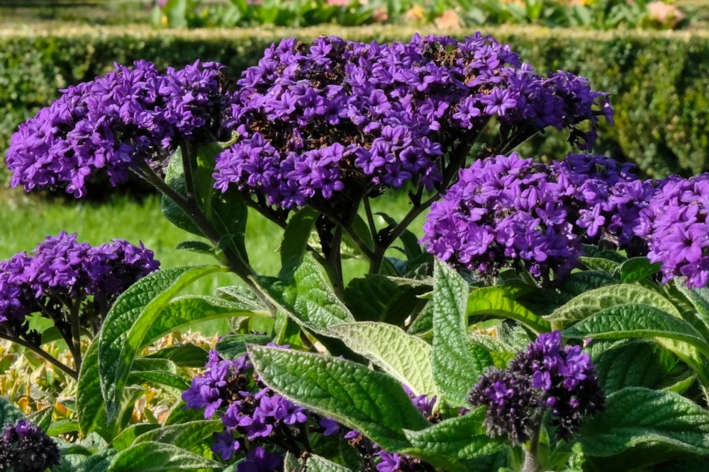 Marine Heliotrope Flower Seeds - 50 Count, Deep Violet Blue, Fragrant - Image 5