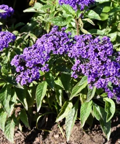 Marine Heliotrope Flower Seeds - 50 Count, Deep Violet Blue, Fragrant - Image 6