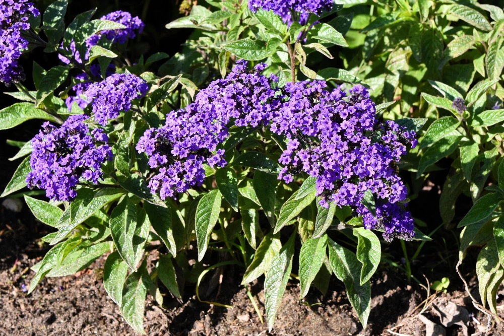 Marine Heliotrope Flower Seeds - 50 Count, Deep Violet Blue, Fragrant - Image 6