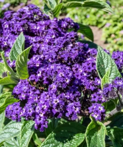 Marine Heliotrope Flower Seeds - 50 Count, Deep Violet Blue, Fragrant - Image 7