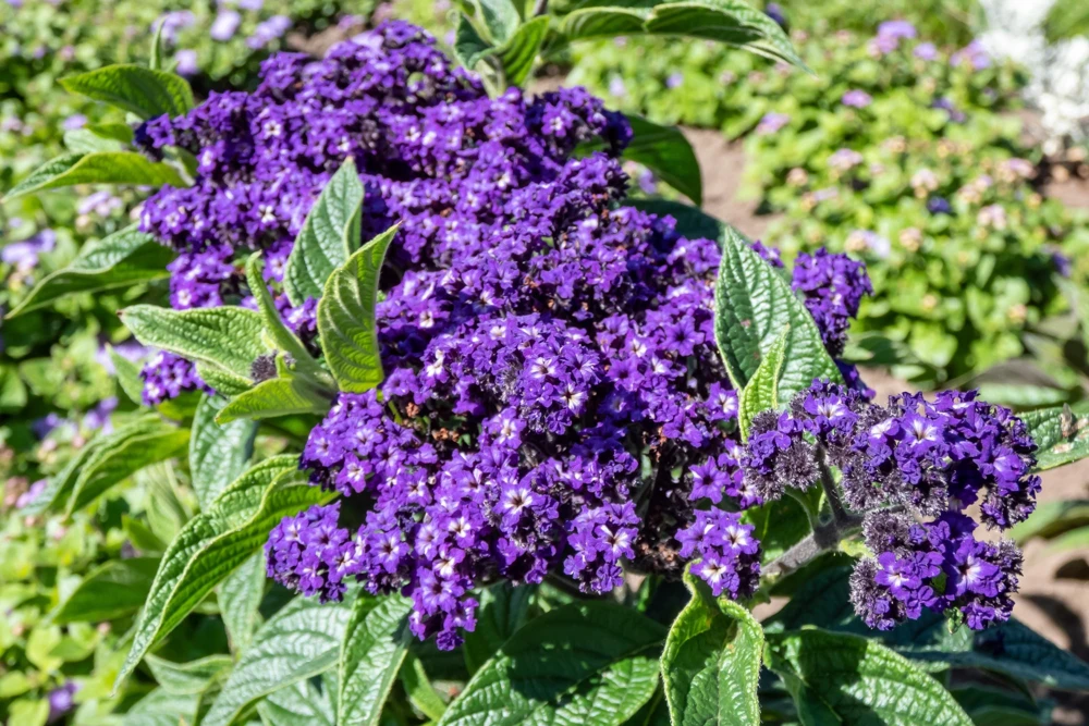 Marine Heliotrope Flower Seeds - 50 Count, Deep Violet Blue, Fragrant - Image 7