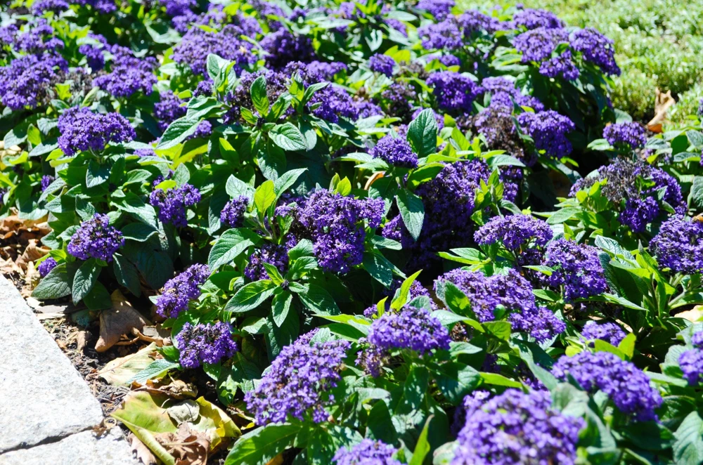 Marine Heliotrope Flower Seeds - 50 Count, Deep Violet Blue, Fragrant - Image 8