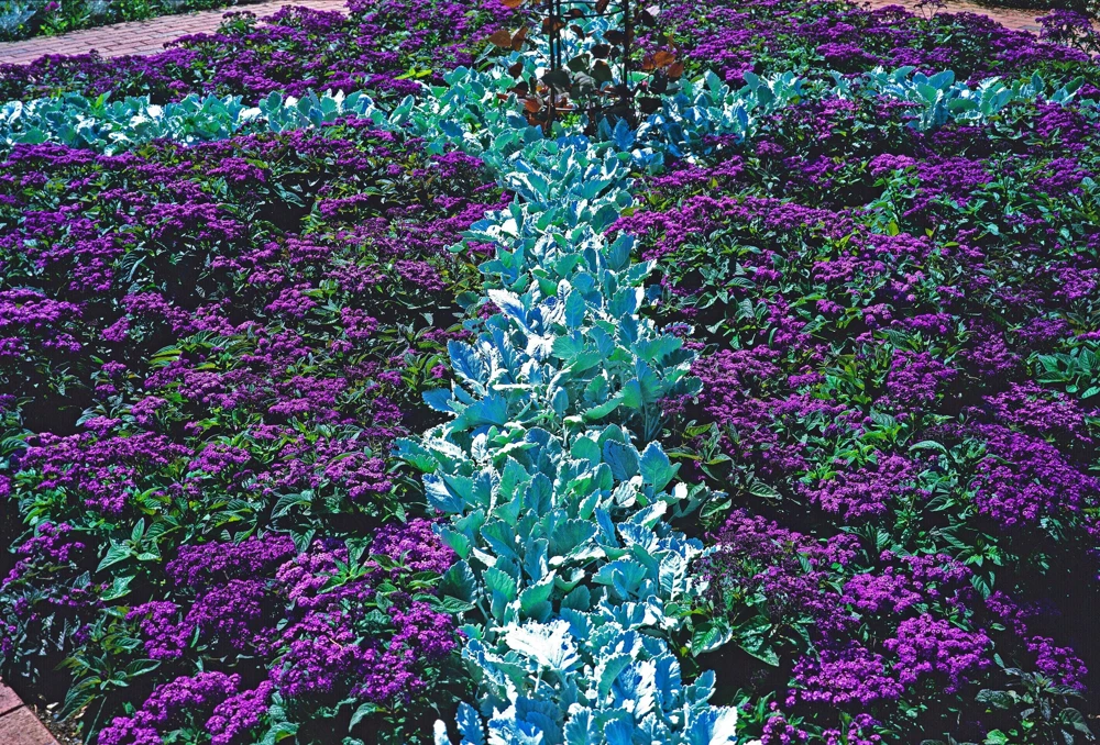 Marine Heliotrope Flower Seeds - 50 Count, Deep Violet Blue, Fragrant - Image 9