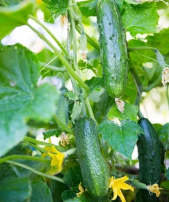 Marketmore 76 Slicing Cucumber Seeds - 200 Seeds for Home Gardens - Image 10