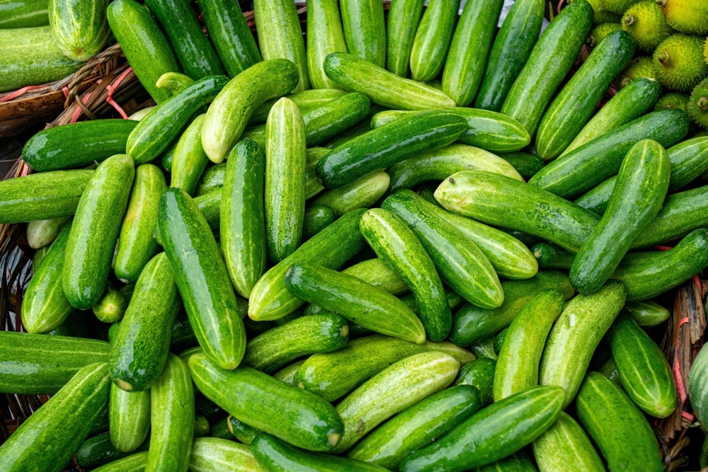 Marketmore 76 Slicing Cucumber Seeds - 200 Seeds for Home Gardens - Image 3