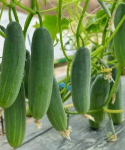 Marketmore Cucumber Live Plants – Set of 2, 3-5 Inch Tall, 4 Inch Pot – Heirloom Vegetable Starter for Gardens - Image 2