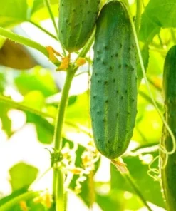 Marketmore Cucumber Live Plants – Set of 2, 3-5 Inch Tall, 4 Inch Pot – Heirloom Vegetable Starter for Gardens - Image 3