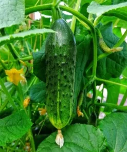 Marketmore Cucumber Live Plants – Set of 2, 3-5 Inch Tall, 4 Inch Pot – Heirloom Vegetable Starter for Gardens - Image 5