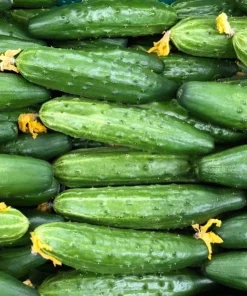 Marketmore Cucumber Live Plants – Set of 2, 3-5 Inch Tall, 4 Inch Pot – Heirloom Vegetable Starter for Gardens - Image 7