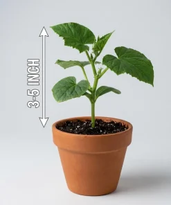 Marketmore Cucumber Live Plants – Set of 2, 3-5 Inch Tall, 4 Inch Pot – Heirloom Vegetable Starter for Gardens - Image 8