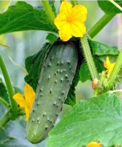 Marketmore Cucumber Live Plants – Set of 2, 3-5 Inch Tall, 4 Inch Pot – Heirloom Vegetable Starter for Gardens - Image 9