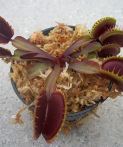 Maroon Monster Venus Flytrap Live Plant – Carnivorous Plant, Red, Indoor/Outdoor - Image 1