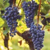 Mars Blue Seedless Grape Vine Live Plant - 1-2 Year Old Well Rooted - Outdoor - Image 1