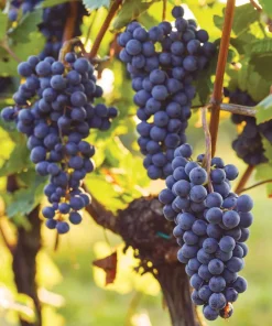 Mars Blue Seedless Grape Vine Live Plant - 1-2 Year Old Well Rooted - Outdoor - Image 1