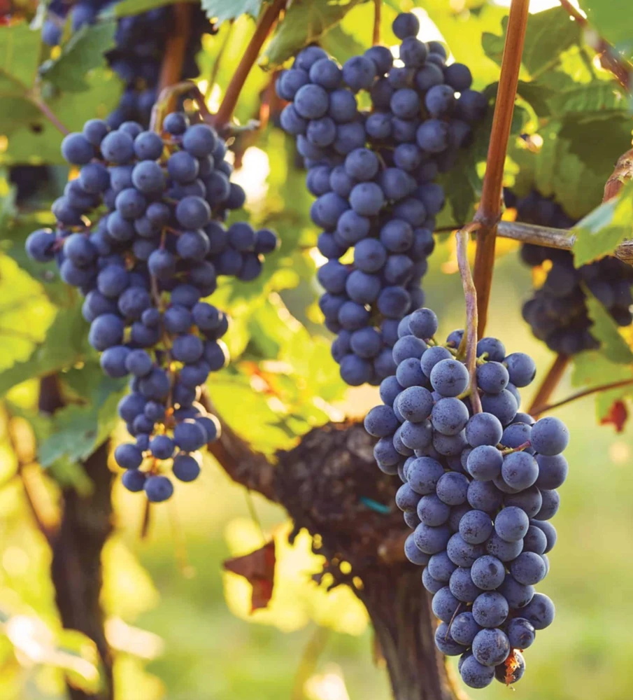 Mars Blue Seedless Grape Vine Live Plant - 1-2 Year Old Well Rooted - Outdoor - Image 1