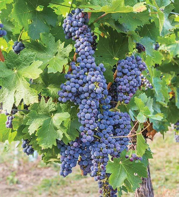 Mars Seedless Grape Vine Live Plant - 1-2 Year Old - Pruned for Outdoor Planting - Image 3