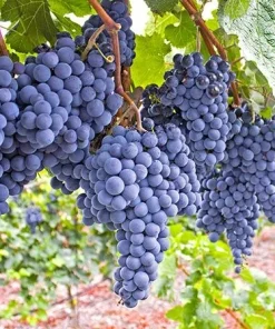 Mars Seedless Grape Vine Live Plant - 1-2 Year Old - Pruned for Outdoor Planting - Image 1