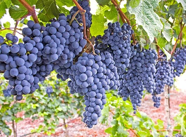 Mars Seedless Grape Vine Live Plant - 1-2 Year Old - Pruned for Outdoor Planting - Image 1