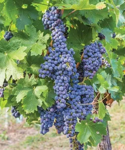 Mars Seedless Grape Vine Plant - 1-2 Year Old Live Plant - Outdoor Edible Fruit - Image 3