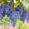 Mars Seedless Grape Vine Plant - 1-2 Year Old Live Plant - Outdoor Edible Fruit - Image 1