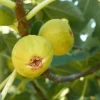Marseille Fig Tree - Ficus carica 'Marseilles' Live Plant in 4 Inch Pot - Outdoor Fruit Tree - Image 1