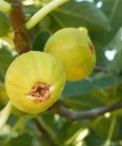 Marseille Fig Tree - Ficus carica 'Marseilles' Live Plant in 4 Inch Pot - Outdoor Fruit Tree - Image 1