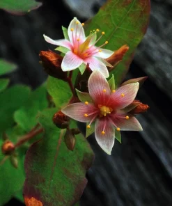 Marsh Saint John's Wort Seeds - 50 Count Pink Mauve Flowers, Zones 2-10 - Image 3
