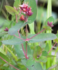 Marsh Saint John's Wort Seeds - 50 Count Pink Mauve Flowers, Zones 2-10 - Image 4