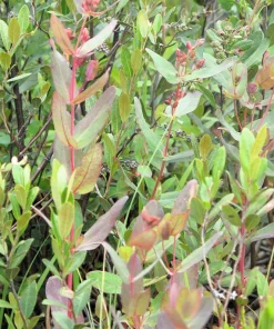 Marsh Saint John's Wort Seeds - 50 Count Pink Mauve Flowers, Zones 2-10 - Image 5