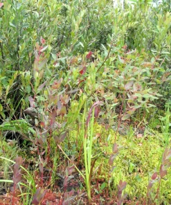 Marsh Saint John's Wort Seeds - 50 Count Pink Mauve Flowers, Zones 2-10 - Image 6