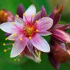 Marsh Saint John's Wort Seeds - 50 Count Pink Mauve Flowers, Zones 2-10 - Image 1