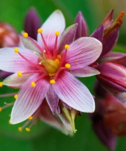 Marsh Saint John's Wort Seeds - 50 Count Pink Mauve Flowers, Zones 2-10 - Image 1