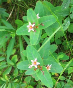 Marsh Saint John's Wort Seeds - 50 Count Pink Mauve Flowers, Zones 2-10 - Image 7