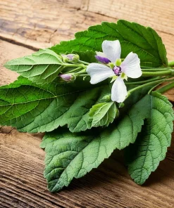 Marshmallow Seeds - Althaea officinalis Perennial Medicinal Herb - 50 Seed Pack - Image 2