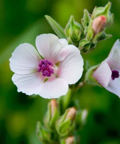 Marshmallow Seeds - Althaea officinalis Perennial Medicinal Herb - 50 Seed Pack - Image 3