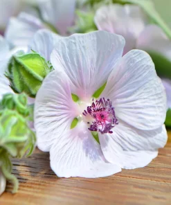 Marshmallow Seeds - Althaea officinalis Perennial Medicinal Herb - 50 Seed Pack - Image 4
