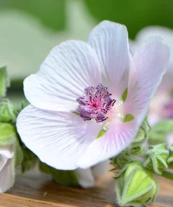 Marshmallow Seeds - Althaea officinalis Perennial Medicinal Herb - 50 Seed Pack - Image 5