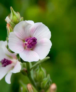 Marshmallow Seeds - Althaea officinalis Perennial Medicinal Herb - 50 Seed Pack - Image 6