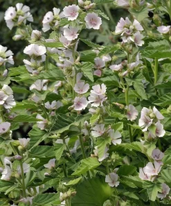 Marshmallow Seeds - Althaea officinalis Perennial Medicinal Herb - 50 Seed Pack - Image 1